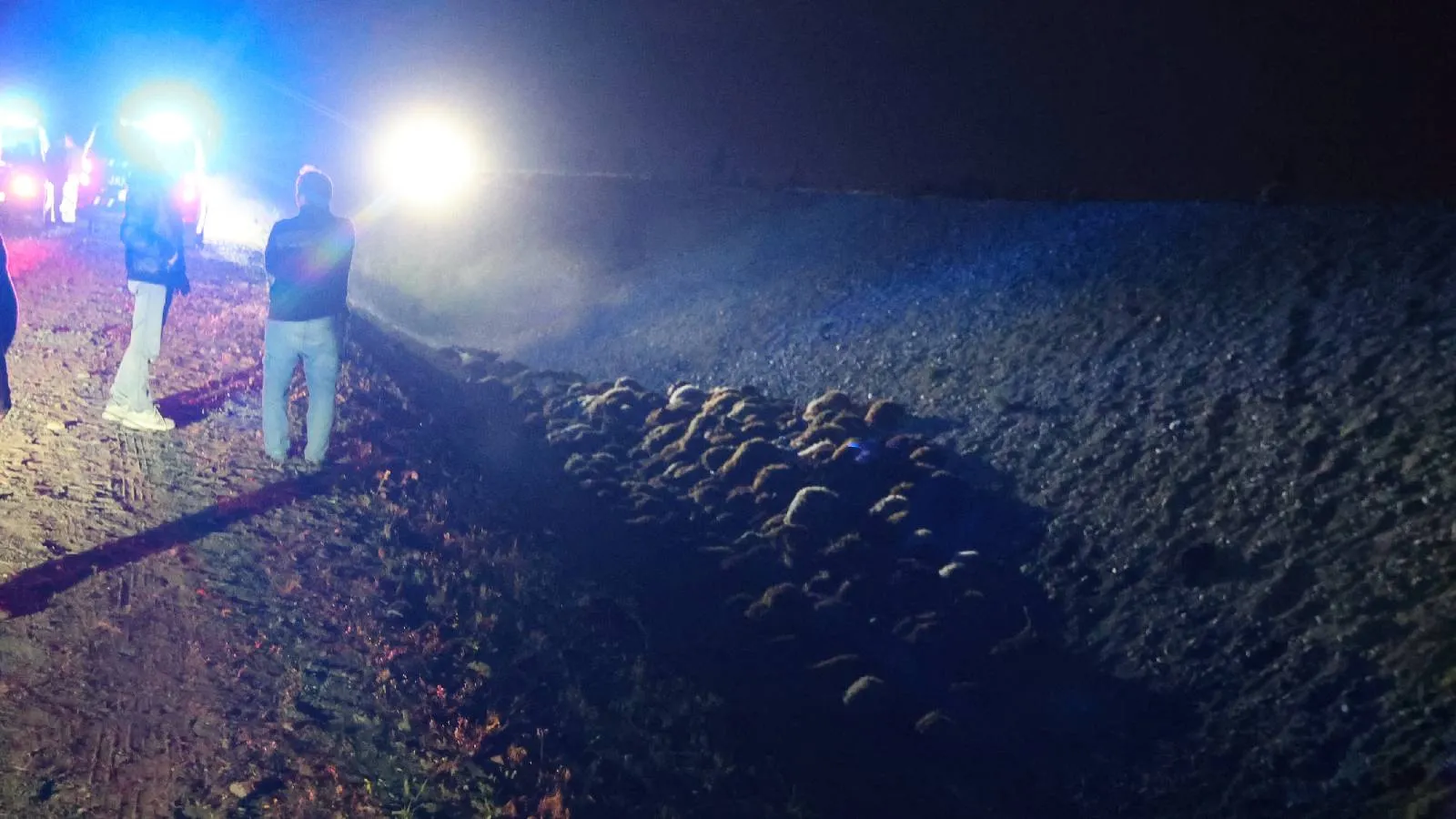 Iğdır'da arı kovanlarının arasına giren sürüde izdiham: Yaklaşık 400 koyun öldü, 5 kişi yaralandı