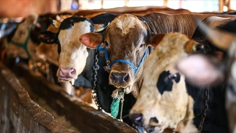Kurban Bayramı yaklaştı: İşte 5 soruda kurbanlık hayvan seçiminde dikkat edilmesi gerekenler!