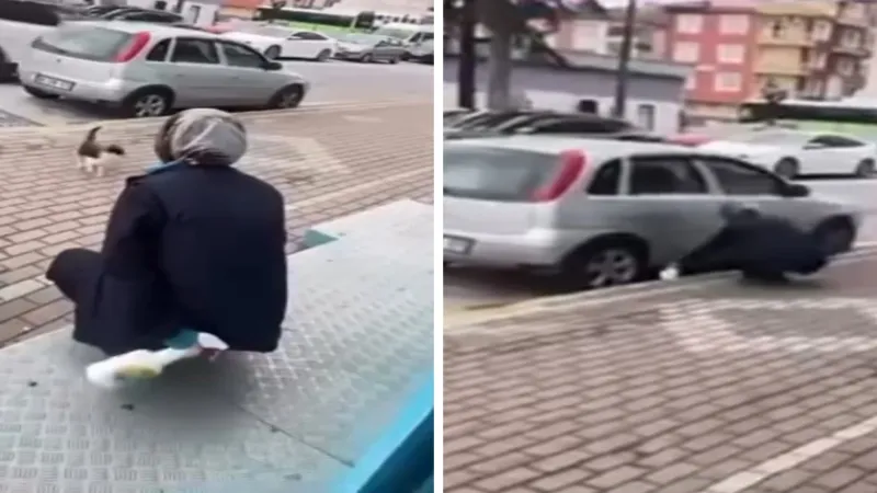 Kocaeli'de hayvana şiddet: Kedinin yüzüne yağ çözücü sprey sıkan kişi adli kontrol şartıyla serbest bırakıldı!
