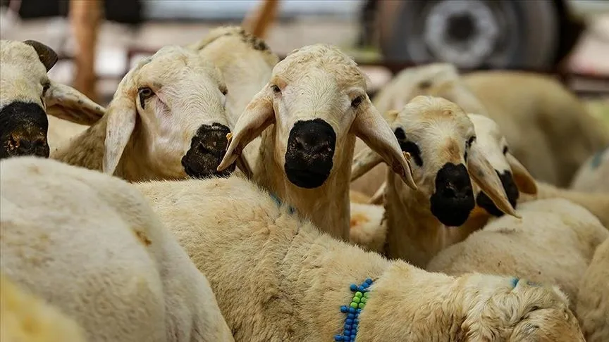 TZOB açıkladı: Kurbanlık fiyatları belli oldu