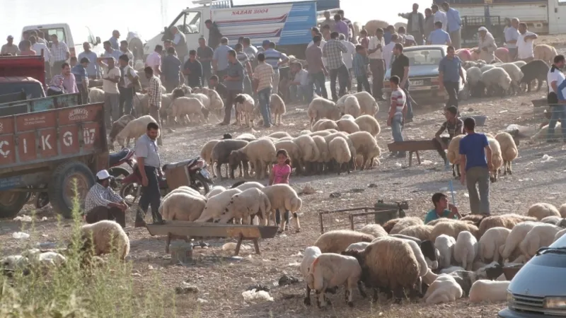 Kurban pazarında satışlar beklentinin altında kaldı, besiciler zarar ederek dönüyor: Yüzümüz gülüyor gibi görünse de kalbimiz kırık
