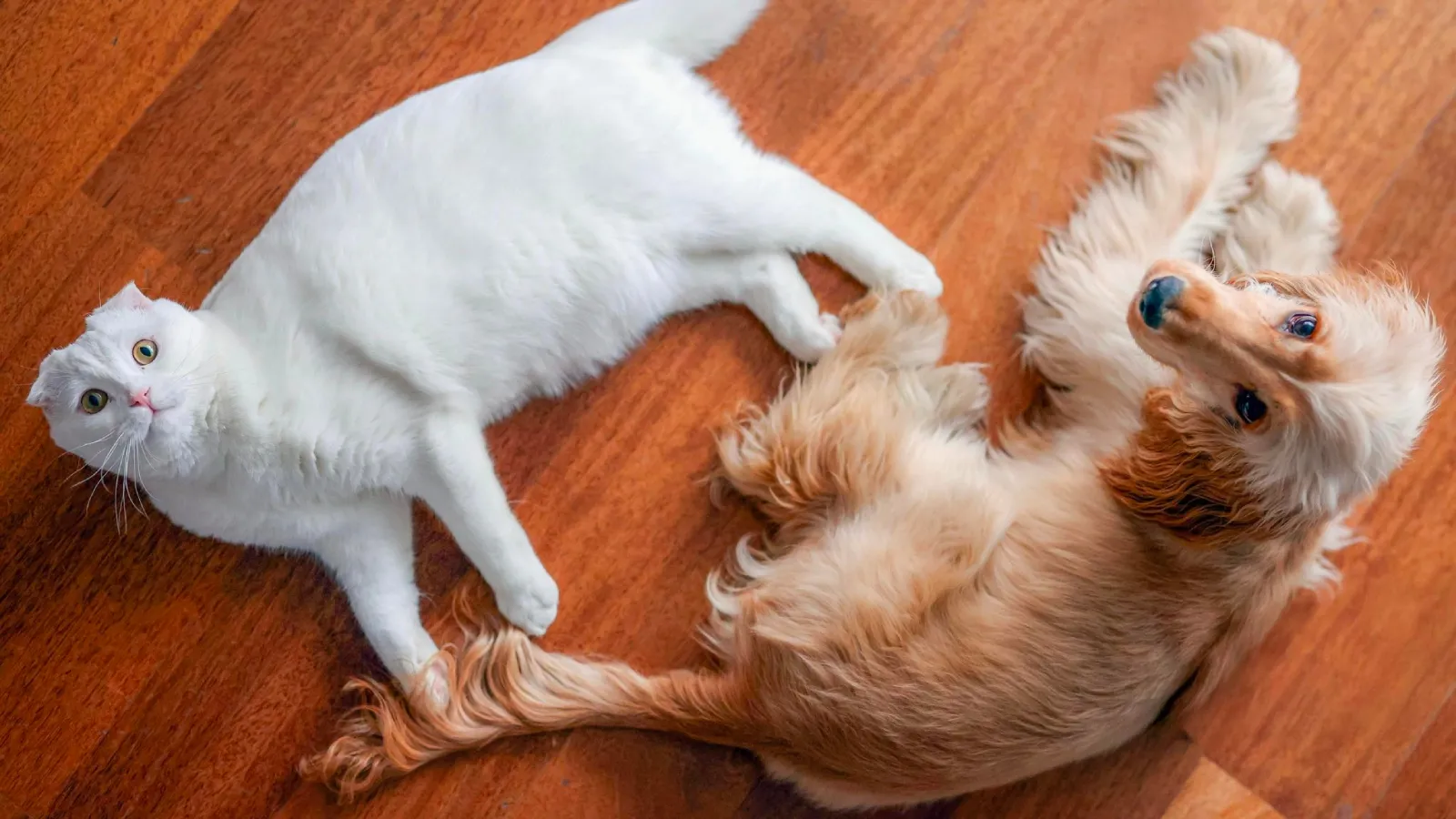 Polis müdahalesinde biber gazından etkilenen CHP’nin kedisi Zafer ve köpeği Mayıs'ın sağlık durumları hakkında açıklama