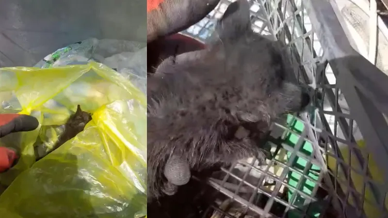⚠️Bu yapan ‘insan’!

Yavru kedileri çöp poşetine koyup, ağzını bağlamışlar: 2’si öldü!