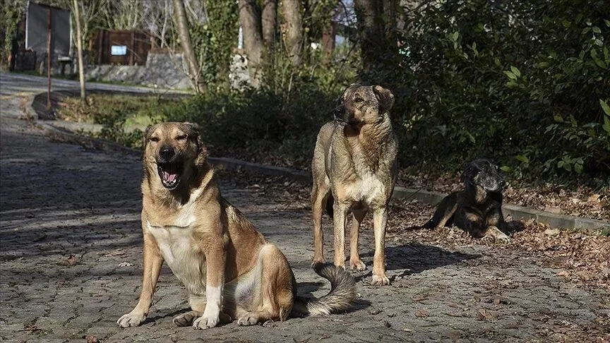 Barınak kapasitesinin 13 bin olduğu Ankara'da valiliğin toplandığını söylediği 52 bin köpek nerede?