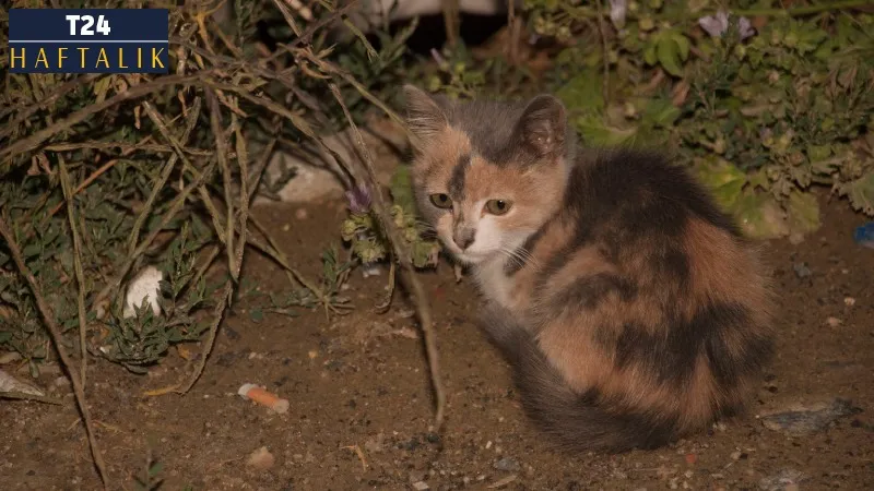 Bir minik kedi