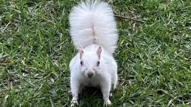 Cape Town’da albino bir sincap: Liyakat ve adalet