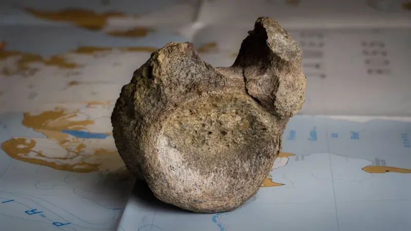 Çekmecede unutulan fosilin Antarktika’da bulunan ilk dinozora ait olduğu ortaya çıktı!