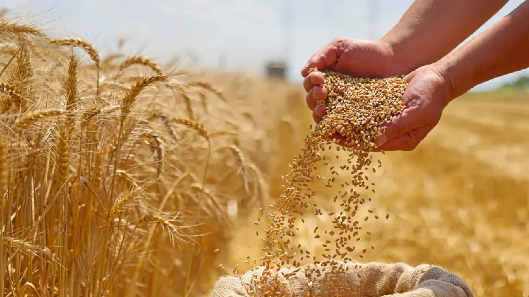 Güneydoğu Anadolu'nun hububat ihracatı yılın ilk 5 ayında 1,5 milyar doları aştı
