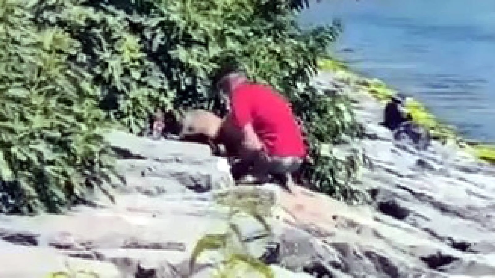 Avcılar Sahili'nde köpeğe şiddet uygulayan şüpheli gözaltına alındı