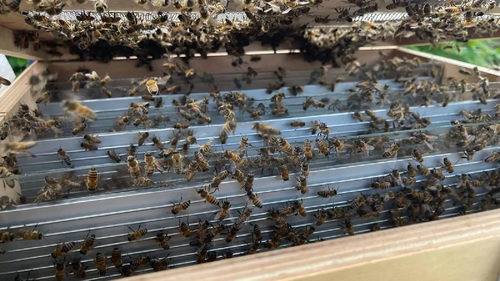 Böbrek tedavisinde umut veren çalışma: Bilim insanları arı zehrini nanoteknolojiyle buluşturdu