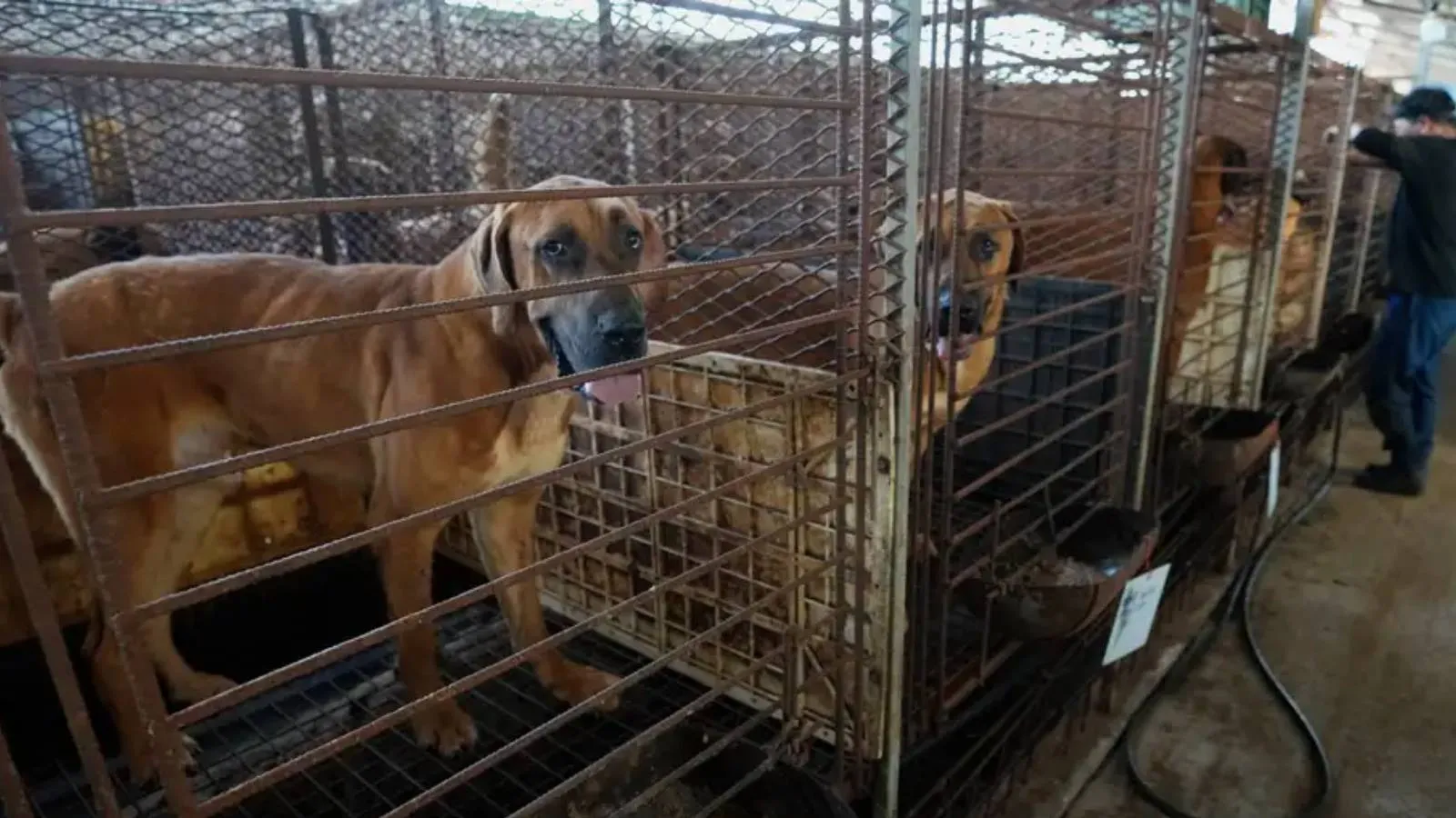 Güney Kore'de köpek eti yasağına geri sayım
