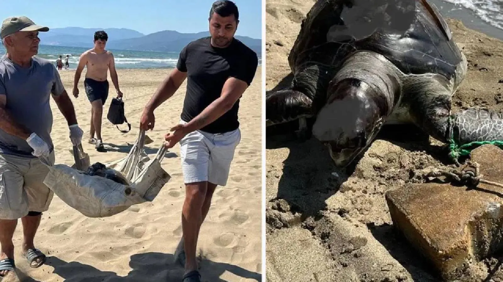 İzmir’de vahşet: Yüzgecine parke taşı bağlanan deniz kaplumbağası ölü bulundu