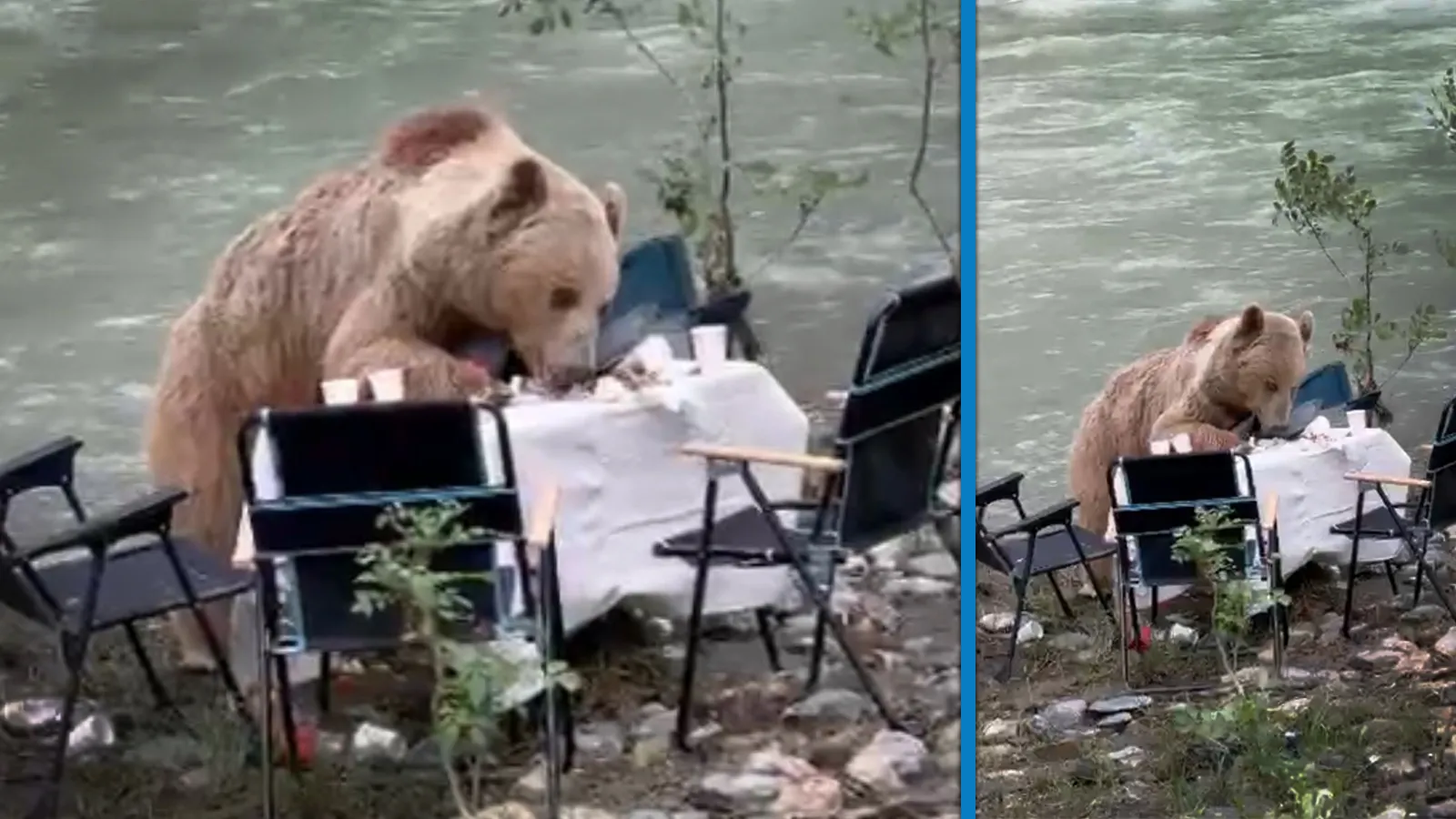 Munzur Vadisi’nde piknik masasına gelen ayı kamerada