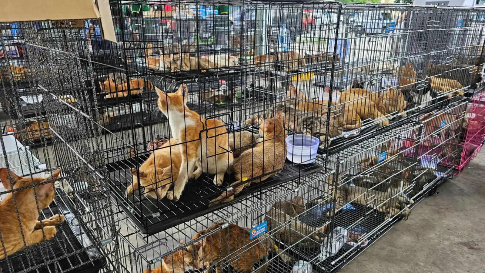 Vietnam'da yenmek üzere kesime gönderilen 400'den fazla kedi kurtarıldı!