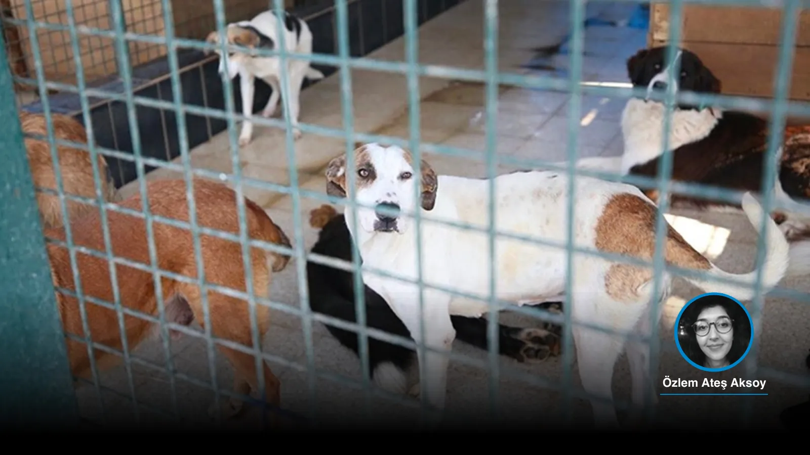 Barınakların kapasite sorunu sürüyor ancak bakanlık yıl sonunda ısrarcı: 3,2 milyon köpek nerede, toplananlar ne olacak?
