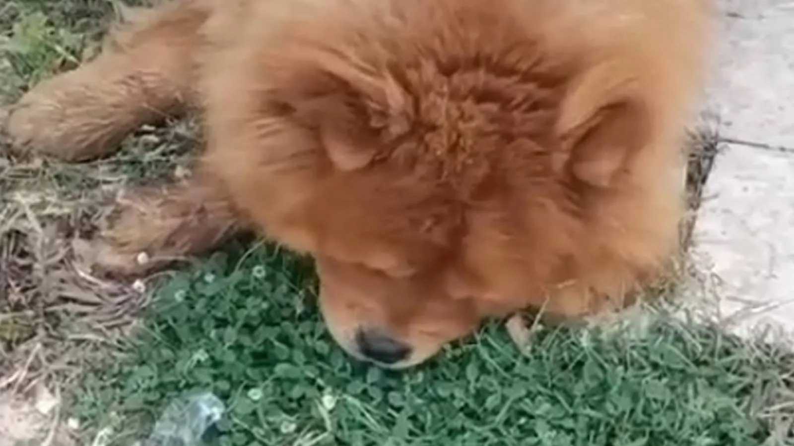 Köpeğin eziyet sonucu öldüğü iddiasına ilişkin 1 gözaltı