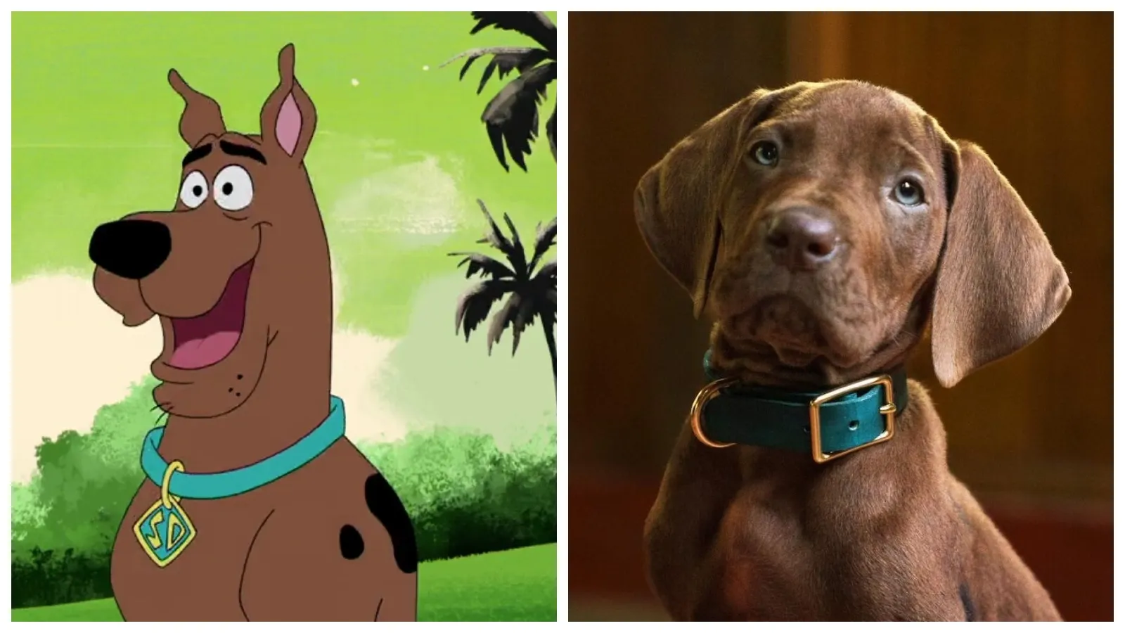 Scooby-Doo dizisi geliyor: İlk kez gerçek bir köpek oynayacak