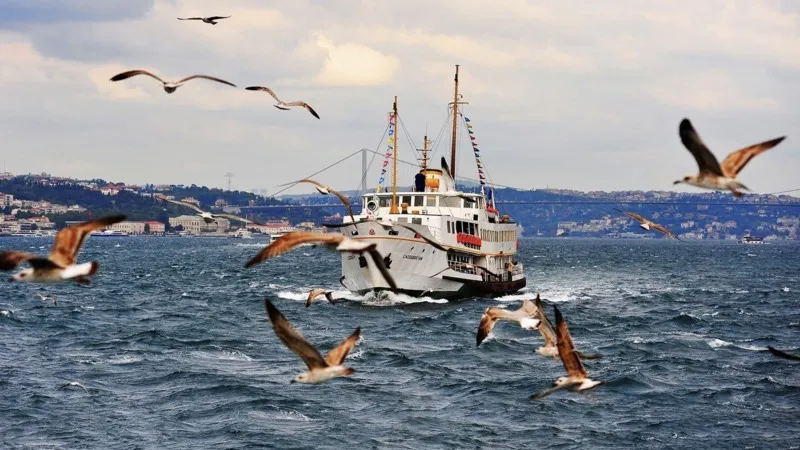 Martılar ve insanlar, espriler ve önlemler