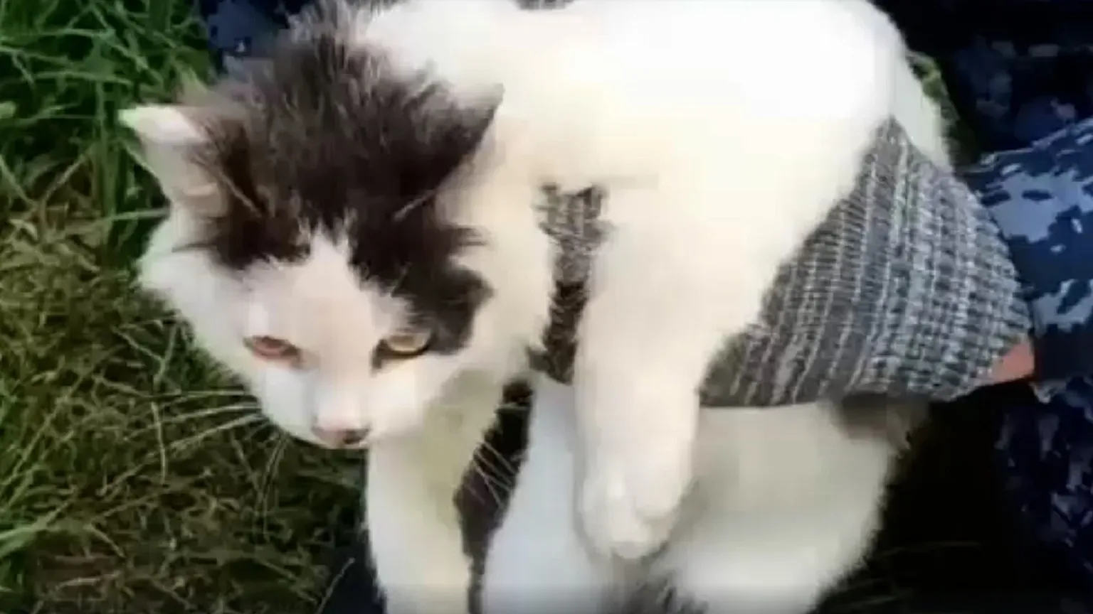 ‘Tüylü suçlu’: Rusya'da cezaevine uyuşturucu taşıyan kedi yakalandı