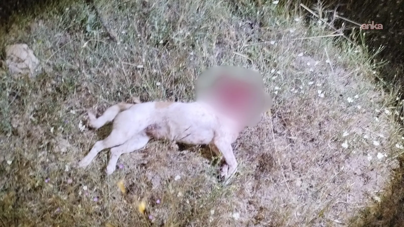 Aksaray'da çoban köpeğini satırla öldüren kişi tutuklandı