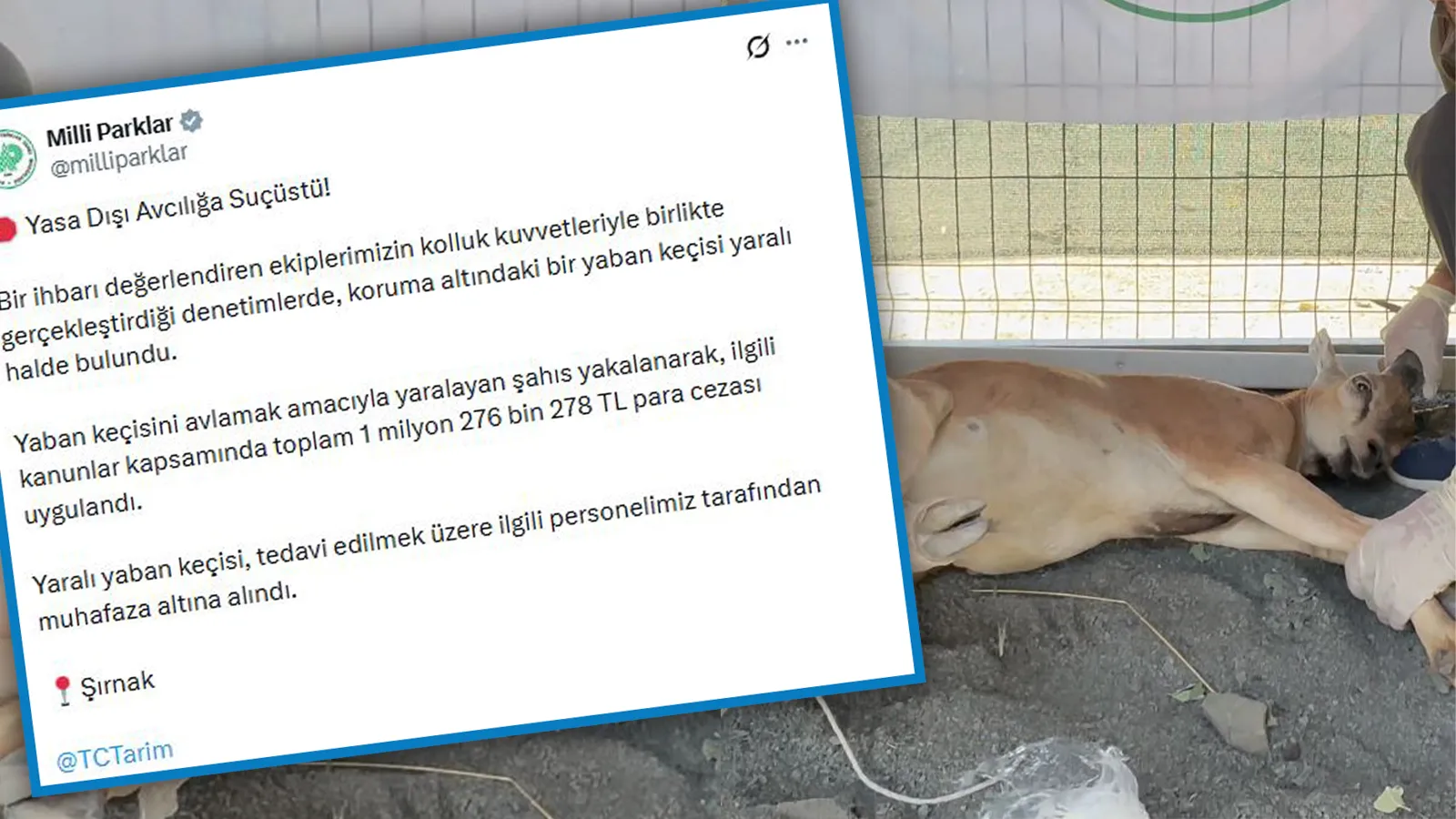 Koruma altındaki yaban keçisini yaralayan avcıya 1,2 milyon lira ceza