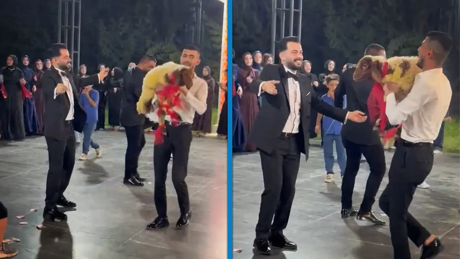 Düğünde damada kuzu hediye etti
