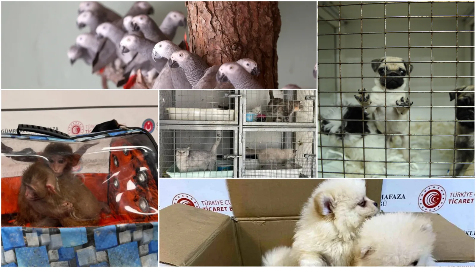 Bagajlarda kaçak taşınan cins yavrular, sosyal medyada servete dönüşüyor