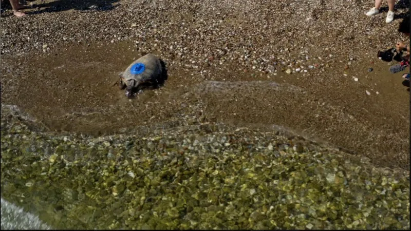 Caretta carettalardan al haberi: İnci ve Mercan yola çıktı, Akdeniz’den haber getirecek!