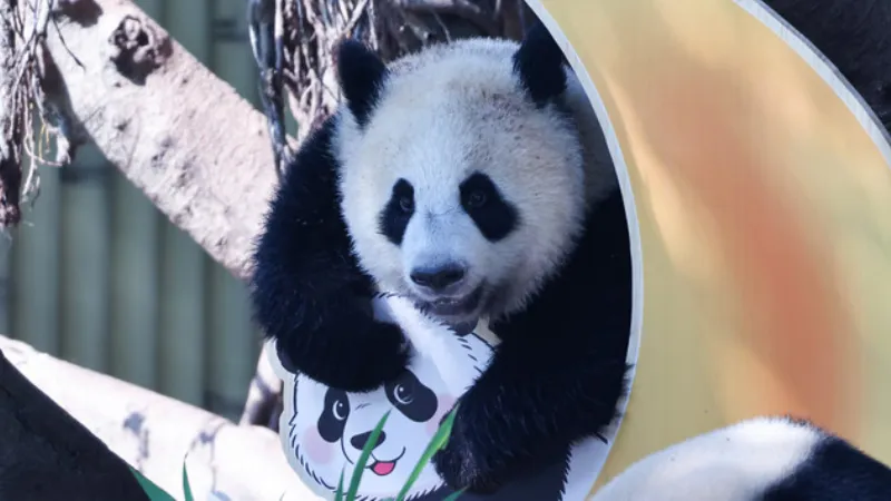 Panda yavrusu Wang Shu'nun 1’inci doğum gününden renkli kareler