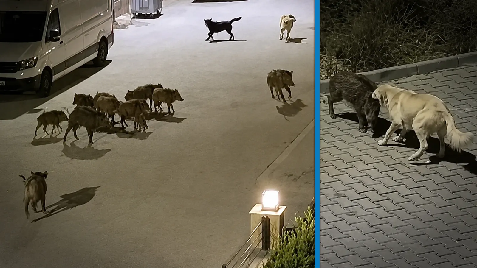 Başıboş köpekler yavru yaban domuzuna saldırdı; ailesi kurtardı