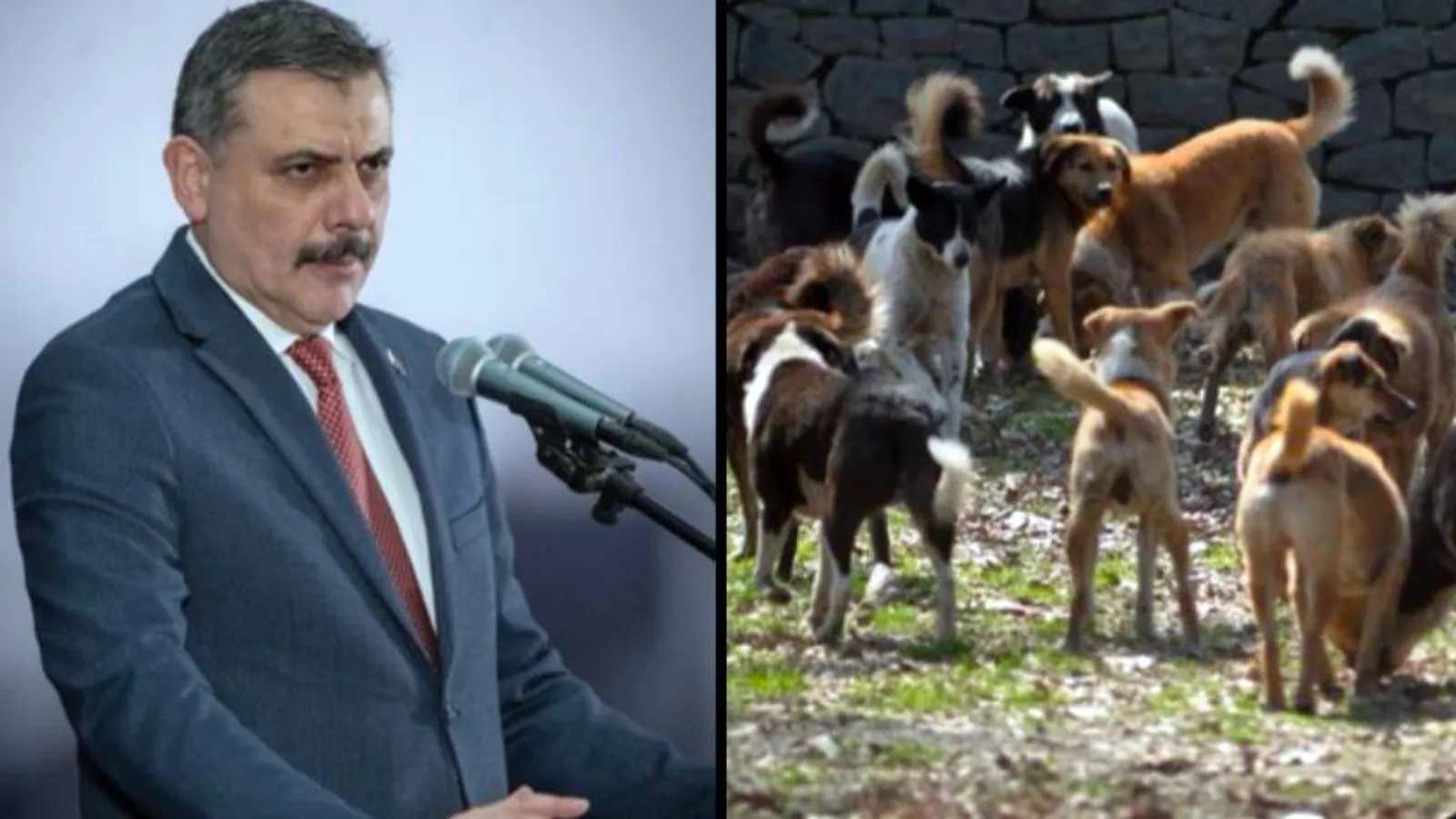 Bakan Çiftçi: Sokak hayvanlarının yüzde 92,35'ini barınaklara ve doğal yaşam alanlarına aldık; hedefimiz bakımlarını yapmak ve yaşamalarını sağlamak