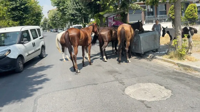 Avcılar sokaklarında başıboş atlar dolaşmaya başladı: Sürücüler ve mahalle sakinleri tedirgin, kaza tehlikesi kapıda