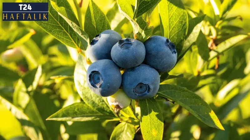 Blueberry fırsat mı, tuzak mı? “Mavi hayal” suyu bitirebilir!