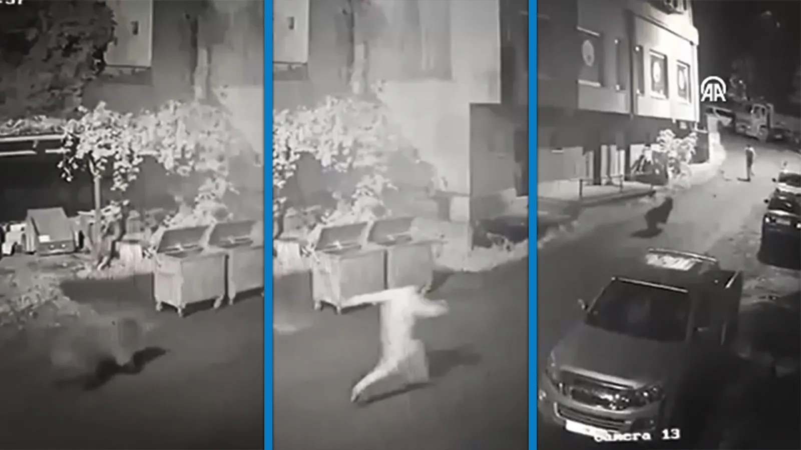 Anne ayı ve yavrularının vatandaşı kovaladığı anlar kamerada