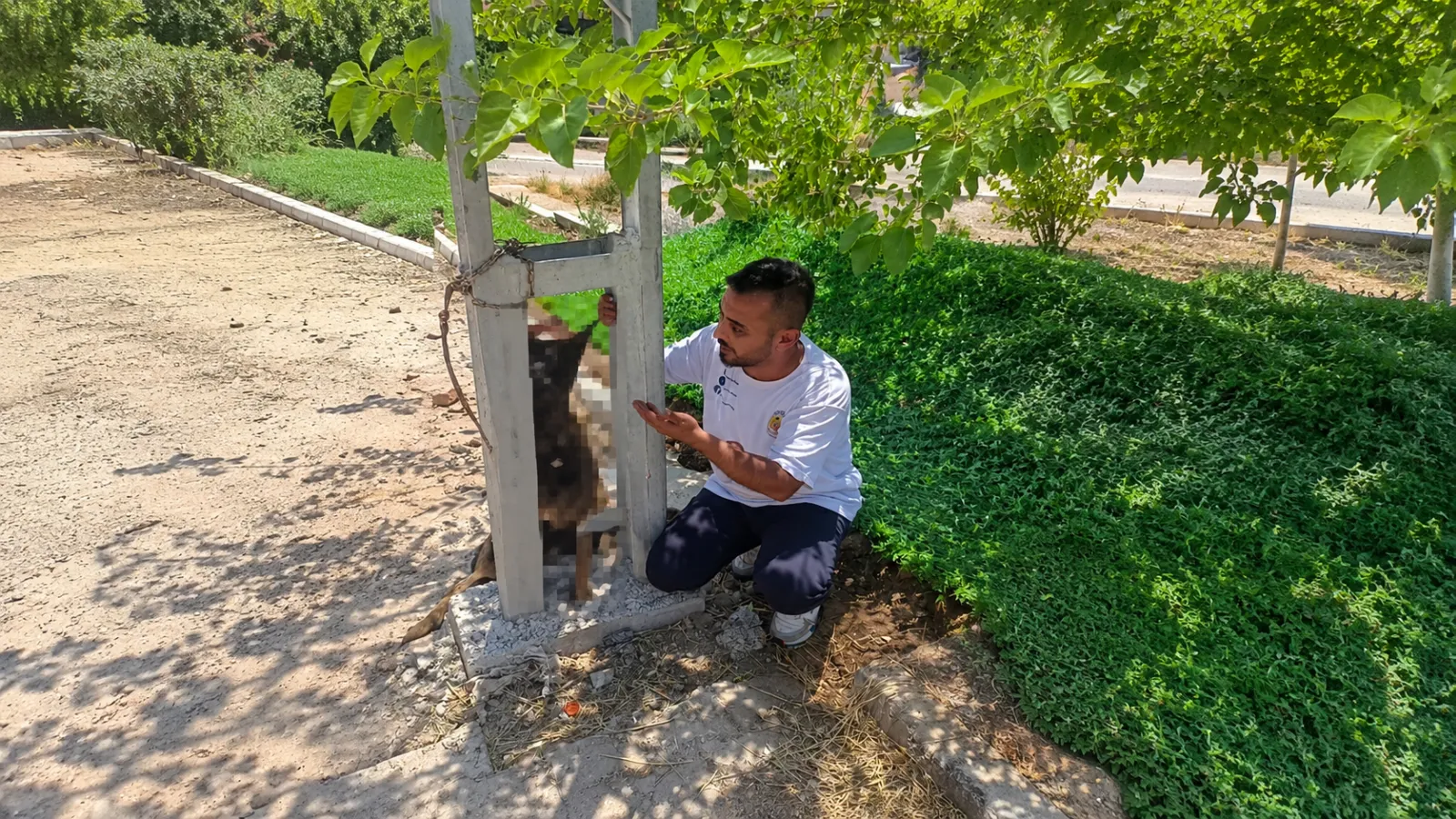 Çalınan köpeğini elektrik direğine asılmış halde buldu!