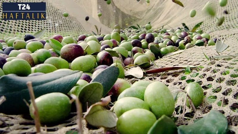 Eyvah zeytin bu yıl çok: Zeytin ve zeytinyağında ‘var yılı’ endişesi!