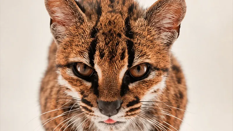 New species of wild cat discovered in Bolivia, first in over 100 years