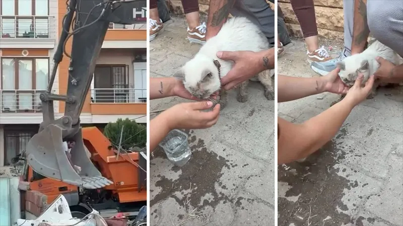 Maltepe’de bina çökmüştü: Enkaz altında kalan kedi saatler sonra canlı çıkarıldı