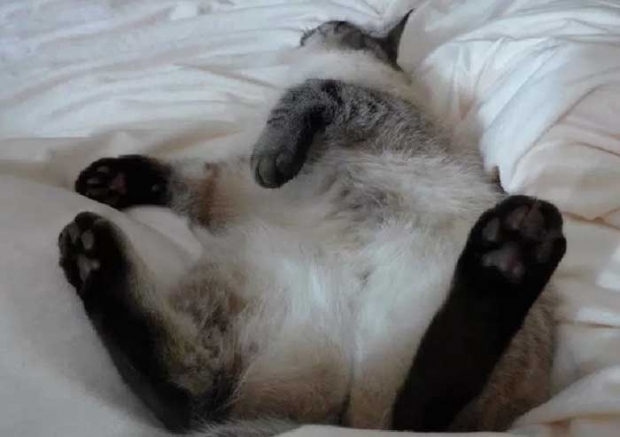 Kedinizin Uyuma Sekli Karakteri Hakkinda Ne Diyor Fotograf Galerisi
