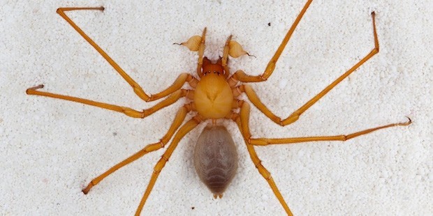 Yeni bir örümcek türü keşfedildi - Yaşam - T24