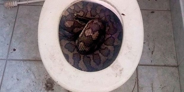 Tuvalete girmek isteyen esnaf, 3 metrelik yılanla karşılaştı