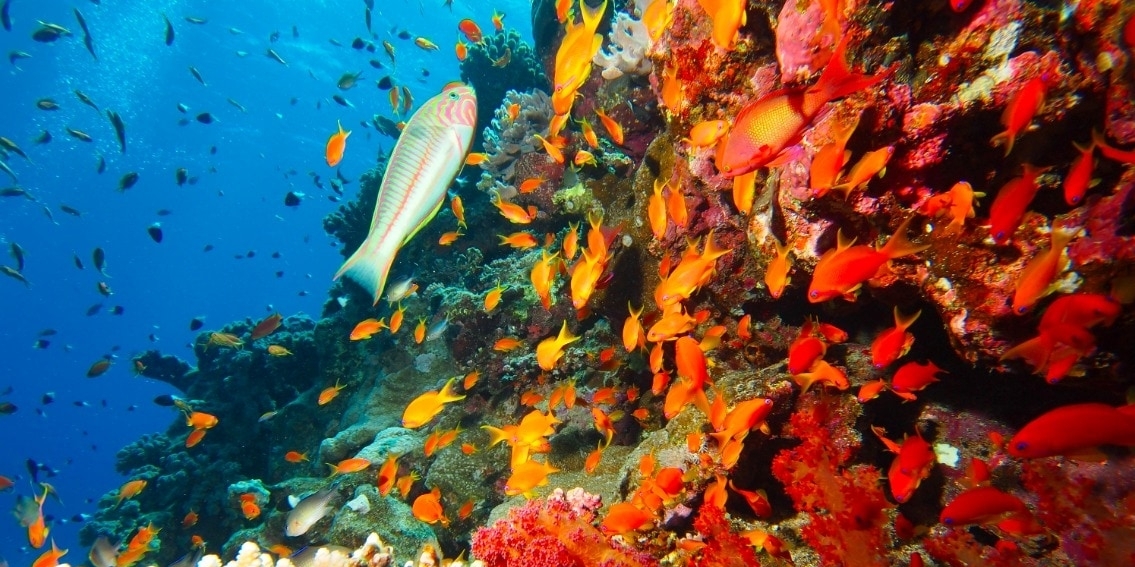 Bilim insanlarından deniz canlıları hakkında korkutan rapor