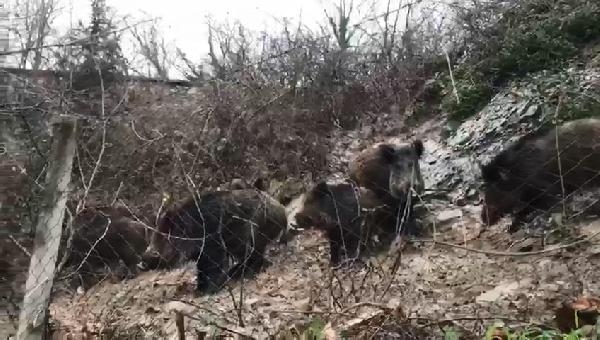 İstanbul'da domuz sürüsü korkuttu