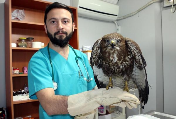 Otomobilin çarptığı şahin tedavi edildi