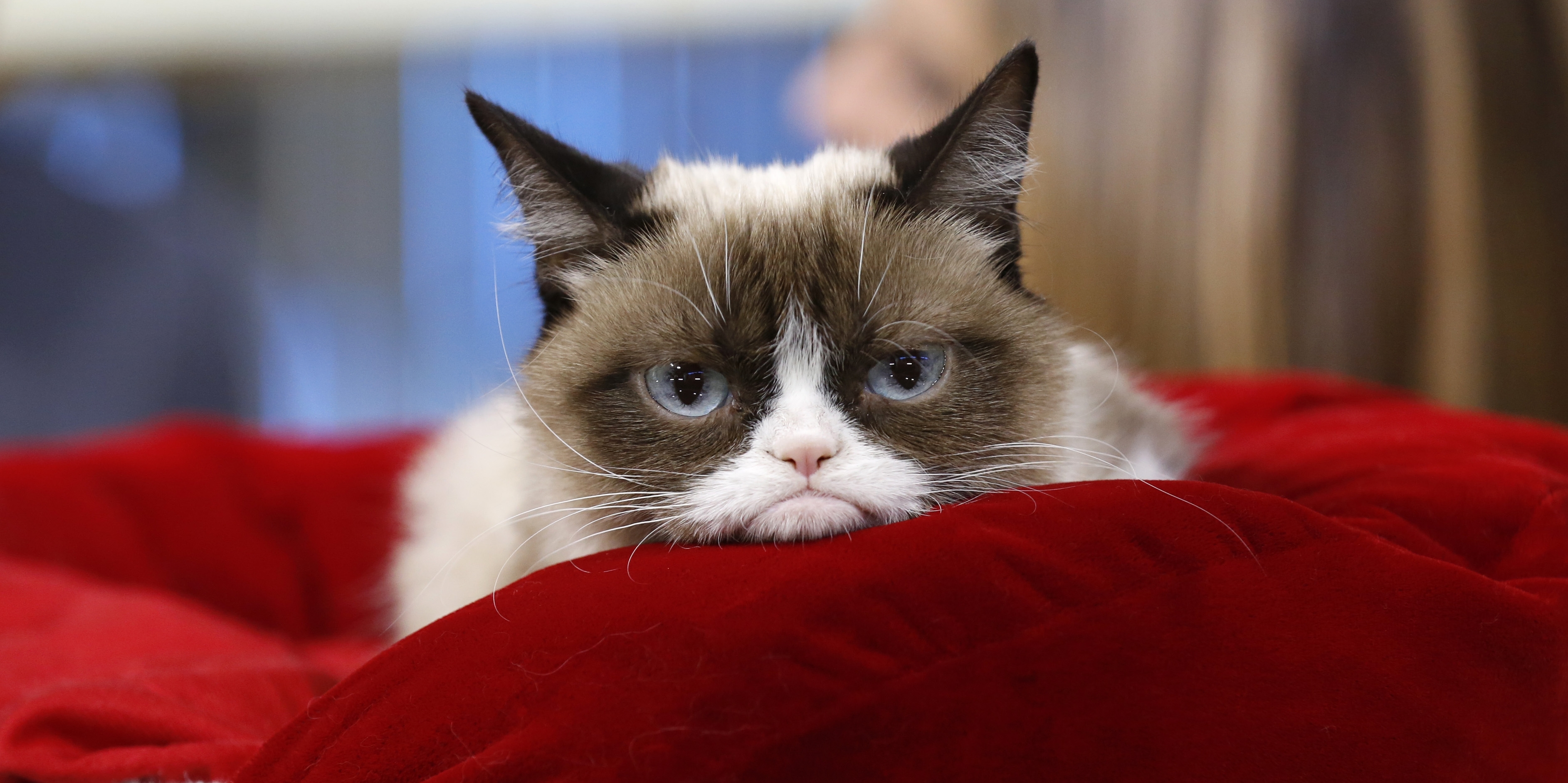 Кошка кэт. Грустный кот Грампи Кэт. Сноу Шу грустный кот. Грампи Кэт фото. Грампи Кэт мемы.