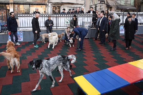 Cihangir De Sokak Kopekleri Icin Pati Park Acildi