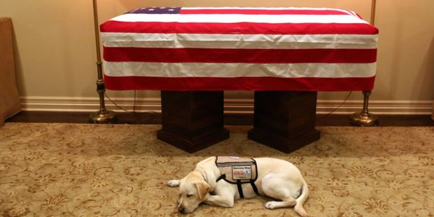 Köpeği Sully, eski ABD Başkanı George H.W. Bush'u son yolculuğunda yalnız bırakmıyor